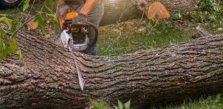  Riverton, WY Tree Services Pros